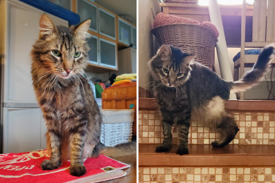 Senior Cat Neglected for 7 Years Looking for New Home After Amputation