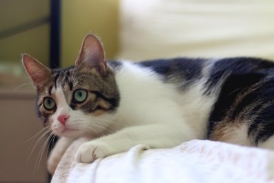 Cat With 'Separation Anxiety' Wakes From Nap but Can't Find Real Mom