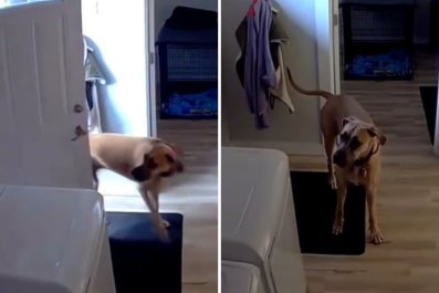 Security Cam Films Dog Speaking Up After Being Put Inside for Bad Behavior