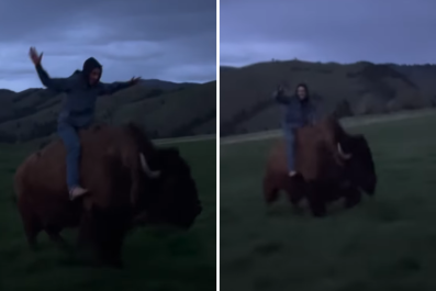 Millions in Awe as Man Expertly Rides Pet Buffalo Across Open Field