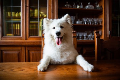 Dog's Behavior in Restaurant While Owner Uses Bathroom Delights Viewers