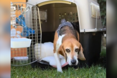 Beagle Used in Animal Testing 'Since Puppyhood' Finally Experiences Freedom