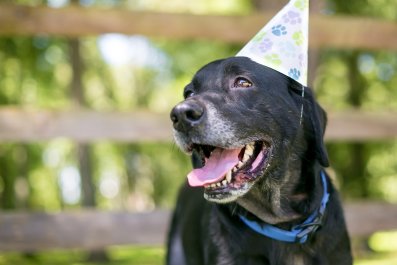 Labrador Hosts Birthday Party but There's a Problem: 'Poor Guy'