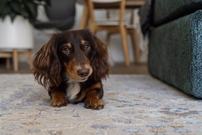 Dachshund Can Do One Facial Expression on Demand, Internet Obsessed