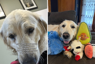 Senior Golden Retriever Used for Breeding for 9 Years Gets Loving Home