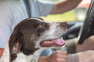 How Dog Behaves in the Car vs on the Walk Viewed by Over 5 Million