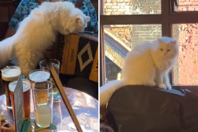 Irish Musicians' Weekly Jam Session Interrupted As Cat Has Other Plans