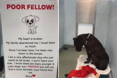 Heartbroken Dog Abandoned by Family He Loved Begs for New Home