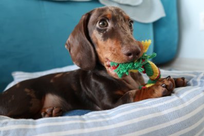 Hearts Melt at Dachshund's Bedtime Routine for Her "Friends"