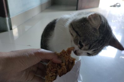 Kitten 'Killing' Chicken Nugget Before Eating It Has Internet in Stitches