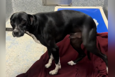 Reason Dog Has Been Returned to Shelter Four Times Breaks Hearts