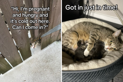 Pregnant Stray Turns Up at Man's Garden, Now He's Dad to 8 Kittens