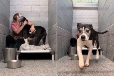 Dog Shelter's Longest Resident Has Sweetest Reaction to Visitor: 'Crying'