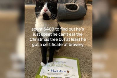 Cat Owner Pays $400 at Vet, Can't Believe What's Actually Wrong