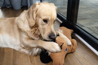 Laughter at Dog's Reaction to Being Told Grandma's Arrived: 'The Side Eye'