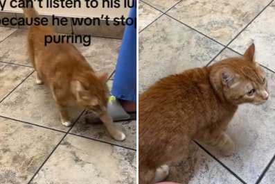 Unexpected Reason Vet Can't Hear Cat's Lungs Delights Internet