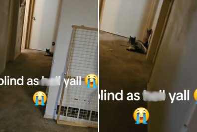 Man Thinks Random Cat Broke Into His House, Unprepared for What He Finds