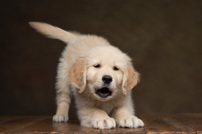 Golden Retriever Puppy Trying To Act Like 'Dangerous Predator' Melts Hearts