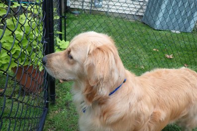 Tears As Dogs Say Final Goodbyes to 13-Year-Old Brother: 'They Grieve Too'