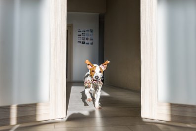 Jack Russell Has Zoomies, Internet Not Prepared for Labrador's Response