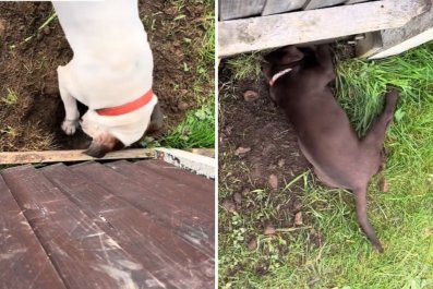 Neighbor Dogs Won't Let a Fence Stop Them From Meeting: 'The Great Escape'