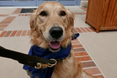 Golden Retriever Shares Her 'Happy Face'âInstantly Goes Viral