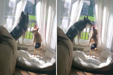 Internet Can't Cope With What Puppy Teaches 11-Year-Old Brother