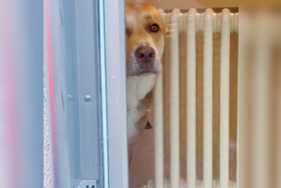 Face of Desperate Dog Caught Staring out of Window at Vet's: 'Help Me'