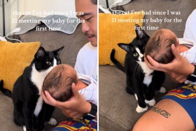 Mom Dreamed Cat Would Meet NewbornâTouched by Reaction When It Happened