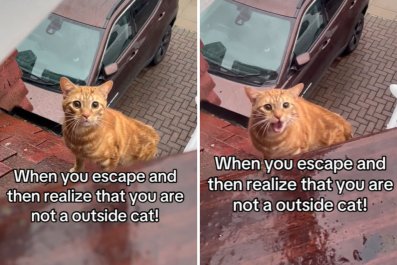 Watch Indoor Cat's Response After Escaping Outside: 'Meows of Regret'