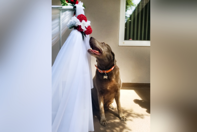 Bride Invites Labrador to Be Part of Wedding, Hysterics Over What Happens