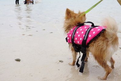 Internet Obsessed With Tiny Dog Wearing Life Jacket for Paddle Boarding