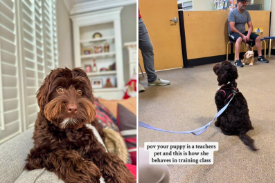 Puppy Attends Training Class, Internet Can't Cope With Her Antics