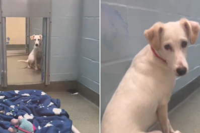 Shelter's 'Most Frightened Dog' Doesn't Have to Be Scared Anymore