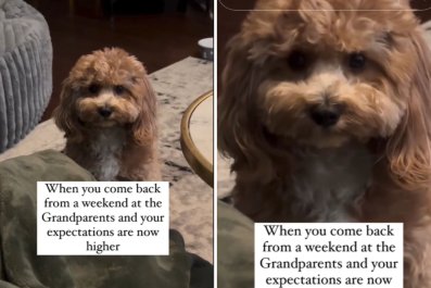 Hilarity at Dog Unimpressed To Be Back Home After Weekend at Grandparents