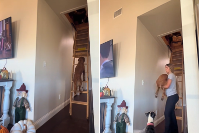 Hilarity Over What 'Clingy' Golden Retriever Does To Stay Close to Owner