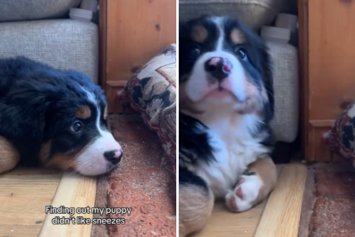 Watch Face of Bernese Mountain Puppy When She Experiences a Sneeze: 'Valid'