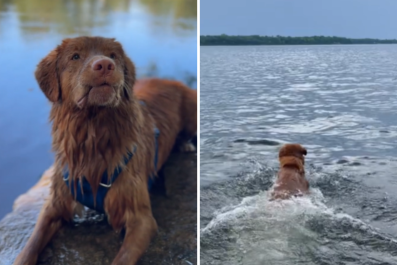 Dog Has Unexpected Response to Stick Thrown in the Water: 'Passionate'