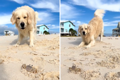 Watch Golden Retriever's Confusion Over Unexpected Beach Discovery