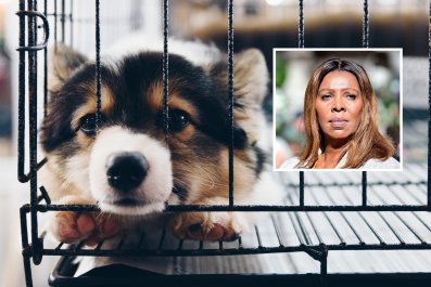 Letitia James Announces Ban on Pet Stores Selling Dogs