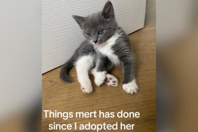 Owner Not Prepared for What Tiny Kitten Does After Adoption: 'Help Her'