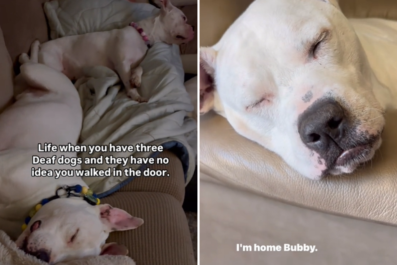 Adorable Way Man Wakes Deaf Dogs From Nap So They 'Don't Startle'