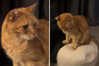 Indoor Cat Returns After 6 Weeks, Learns He 'Wasn't Made for the Streets'