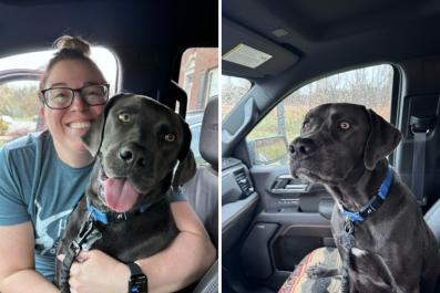 Shelter Dog Saved by Family on Florida Vacation, They Drive Him Home