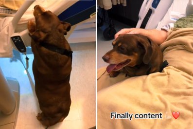 Dog's Reaction to Owner in Hospital Is Proof Their 'Love Is Unconditional'