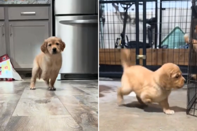 Golden Retriever Pup Born With Missing PawâRefuses To Let It Hold Her Back