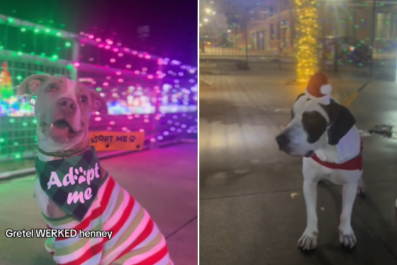 Shelter Finds Magical Way To Get Dogs in Christmas Spirit: 'Look So Happy'