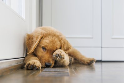 Golden Retriever Attempts To Hide From Owner, Doesn't Go To Plan