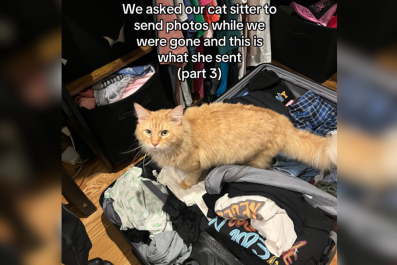 Cat Sitter Sends Pics to Owner While She's AwayâNot Quite What She Expected