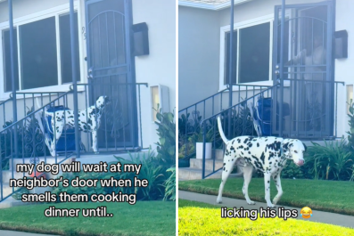 Dalmatian Waits Outside Neighbor's House, the Reason Delights His Owner